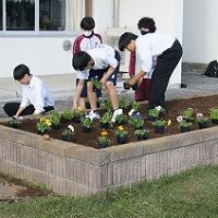 町社会福祉協議会様からの補助金で購入したパンジーを植えました (11/18)