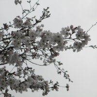 始業式を前に