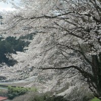 もうすぐ「始業式」