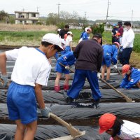 畑のマルチ張り　４月24日(木)