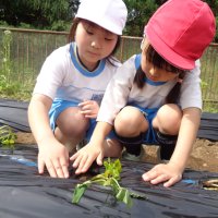 大きく育て！！２年生が野菜の苗を植えました！