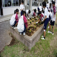 花の苗を植え付けました (6/4)